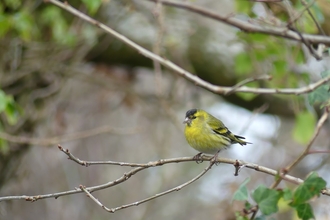 Photo of a siskin perched on a thin tree branch.