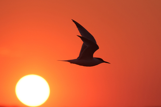 Sandwich tern 