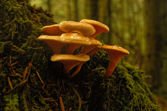 A yellow- orange trumpet shaped fungi growing in a cluster. Growing out from a vertical wall of vegetation. The green of the surrounding moss and trees is also tinted orange in pre-dusk light.