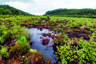 A small pool in a wet landscape, with lots of different vegetation in shades of green and red. Damp soil is visible between the plants, and there are small wooded hills in the background.