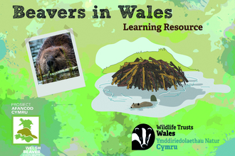 Beavers in Wales learning resource cover image