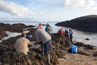 Volunteers with quadrats, measuring tapes and clipboards on a rocky shore. They are spread across the seaweed covered rocks of an inlet with the ocean behind them. Far in the distance there are the outlines of hills on the opposite shore, with a blue sky and fluffy white clouds above.
