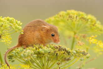 A Harvest mouse, with bright black eyes and neat brown fur, sits on top of a plant with lots of tiny unopened yellow flower heads.