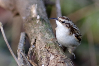 A treecreeper, a small bird with a white belly, mottled brown and white feathers, and a curved beak. It is sat on a branch with it's head tilted to the left, almost as if looking at the camera.