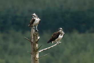 Osprey Llyn Brenig