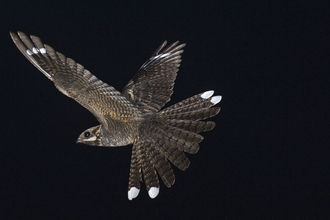 A male nightjar in flight, against the black background of night. A nocturnal bird with distinctive features, it has bark like feathers, large eyes, and a very wide mouth. It's tail feathers are spread showing white patches on the ends, and near the tips of it's wings which identify it as male.