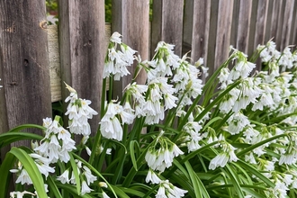 Delicate white flowers, with long thin leaf blades, escaping through a wooden fence to grow outside a garden.