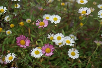 Mexican fleabane, Erigeron karvinskianus