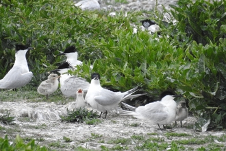 Sandwich terns, small sea birds with white plumage and distinctive black caps, black beaks with a small yellow tip. They are scattered among low lying vegetation, with their fluffy grey chicks.