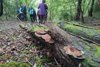 A close up of an old log with bracket fungus and mosses growing on it. In the background a group of people are walking through the forest in which the log has fallen.