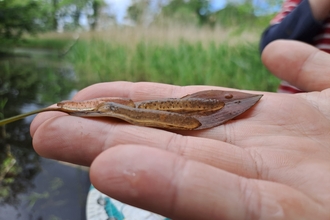 A close up of a person holding a leaf with snail eggs attached to it. The egg casings are long thin and transparent, like worms made of jelly, with small brown dots throughout. Each brown dot is a tiny snail growing. The leaf and hand are wet, and in the background is a pond where the snail eggs were found.