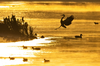 Heron landing in water against a yellow sky