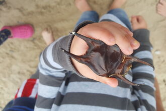  Eggcase Hunting