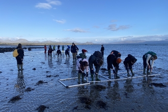 Planting seagrass on Pen Llyn