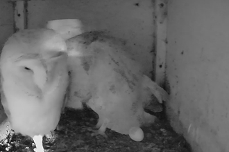 barn owl