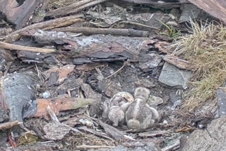 Our two osprey chicks inside the nest