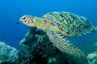 Green Turtle in the ocean