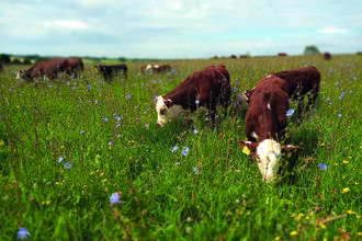 Cattle grazing on summer meadow