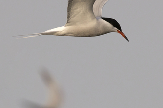Common tern flying on grey blurred background with second bird also blurred in the background 