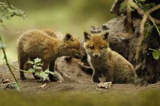 Fox cubs
