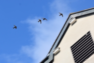 4 swifts, flying against a blue sky, with a building with swift boxes in the background. The swifts have scythe shaped wings and dark colouring, with the sunlight showing through their feathers.