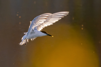 Sandwich tern in flight 