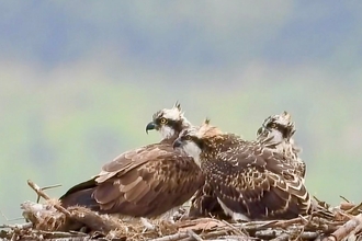 Ospreys on nest