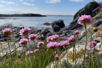 Sea Thrift / Clustog Fair
