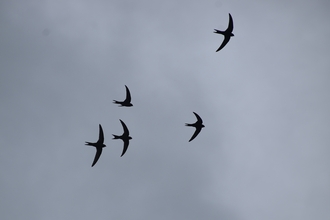 Sharp black silhouettes of 5 swifts against a dark grey cloudy sky.