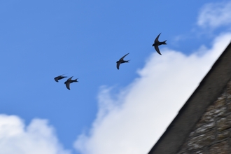 A swift screaming party, 4 swifts, small birds with scythe shaped wings sillhouetted against a blue sky.
