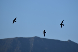 3 swifts, small bird with scythe shaped wings. Silhouetted while flying in the evening light, against a blue sky and the outline of a mountain.