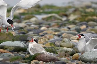 terns on shingle 