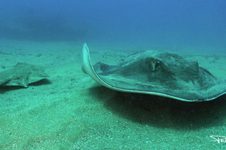 Angel shark