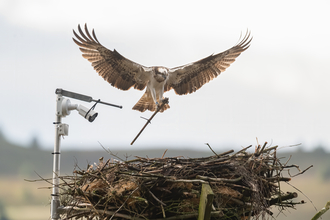 An Osprey, a large bird of prey with white body and dark brown wings, which are spread in flight to show a distinctive barred pattern, bringing a large stick as it comes to land at it's nest