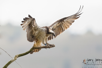 Osprey on a branch with wings spread