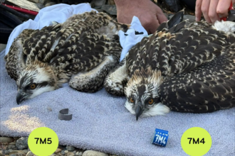 Ospreys 7M4 & 7M5 being ringed