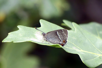 Purple Hairstreak