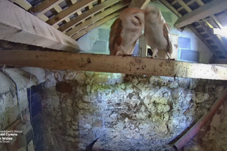 A webcam image of Seren and Nos, 2 barn owls. They are large birds with white undersides, a brown head and back, and distinctive hear shaped faces. The pair sit on a wooden beam inside a barn and appear to be grooming each other.