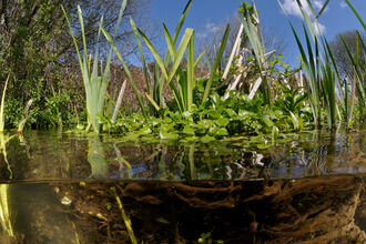 Split level view of the River Itchen with aquatic plants showing: Watercress and yellow iris. The sky is blue over the river