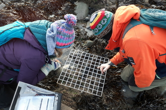Two people in brightly coloured jackets and patterned wooly hats. They are kneeling down on the beach floor of seaweed and rocks, with a white grided quadrat square between them.