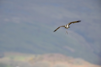 An osprey, a large bird of prey with a white body and dark wings, carries a long stick as it flies above hazy moorlands