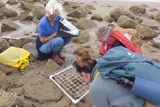 Survey volunteers on a sand and rocky beach, crouched down with clipboards and looking at a square grid. Behind them small waves of the sea meet the sand.