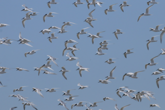 Terns flock at Cemlyn
