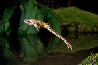 Leaping Frog