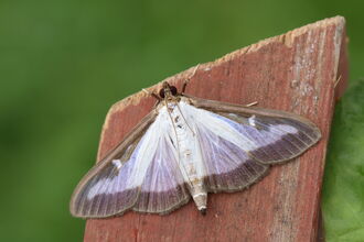 A box tree moth resting on a fencepost. The moth has white wings with an irridescent purplish sheen, edged with black