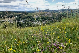 Limestone Grassland, Wildflowers, Rhyd y Foel