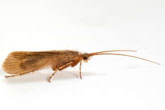 Limnephilus pati adult