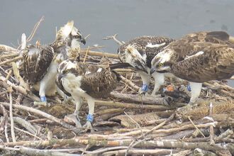 Osprey family 2025