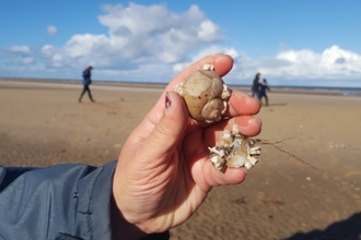 A hand holding seashells. Both shells have barnacles and other organisms growing on them. In the background a sandy beach and the sea on a clear day.