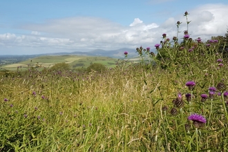 Meadow Wildflowers Bryn Ifan